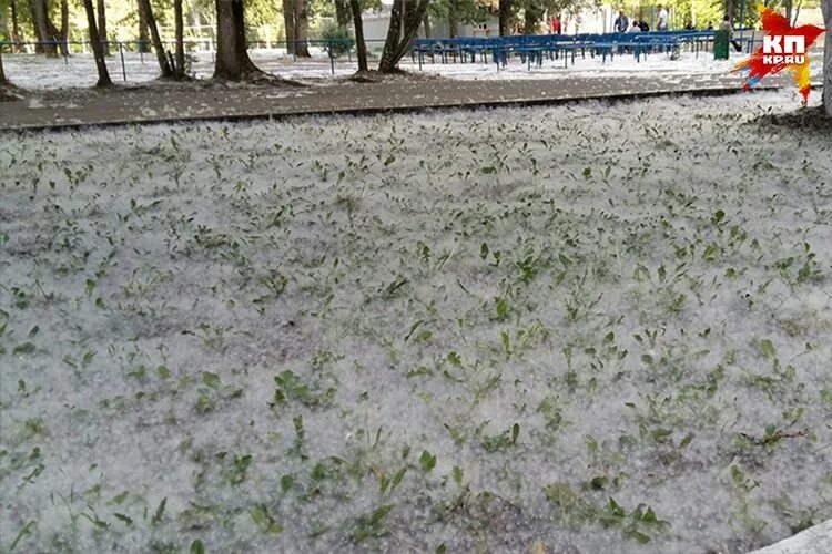 Под ногами расстелился тополиный пух. Тополиный пух иркутск. тополиный пух в чите. тополиный пух живопись. очень много тополиного пуха.