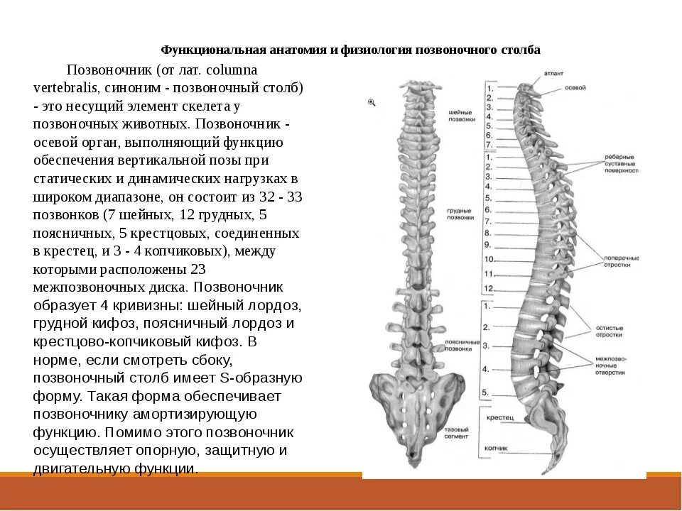 Образуют грудной отдел позвоночника. Позвоночный столб строение и функции. Анатомическое строение, функции позвоночного столба. Позвоночный столб анатомия функция. Позвоночный столб и строение позвонка.