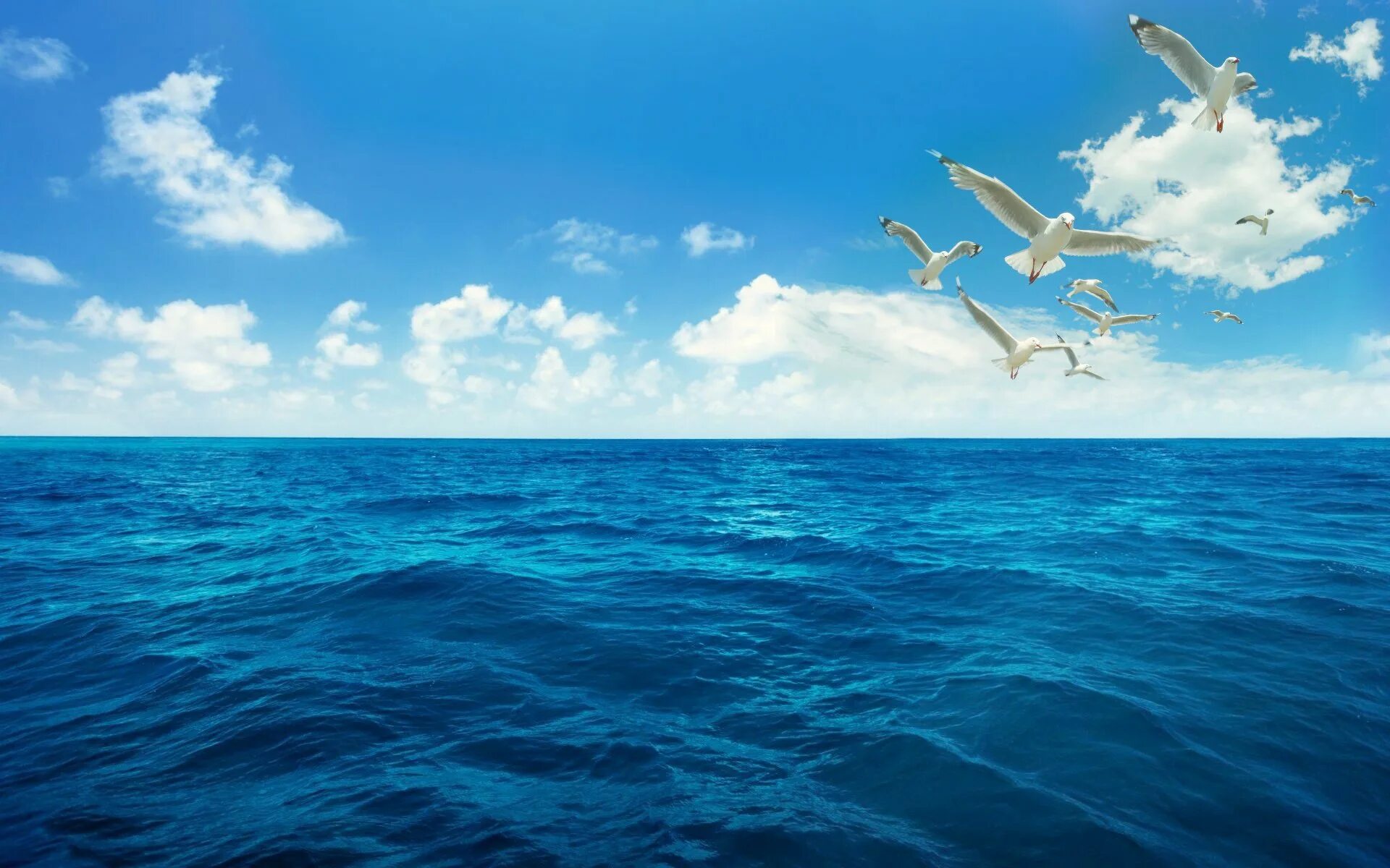 Песня море море море синий океан. Море, чайки. океан и чайки. океан обои. чайка на фоне океана.