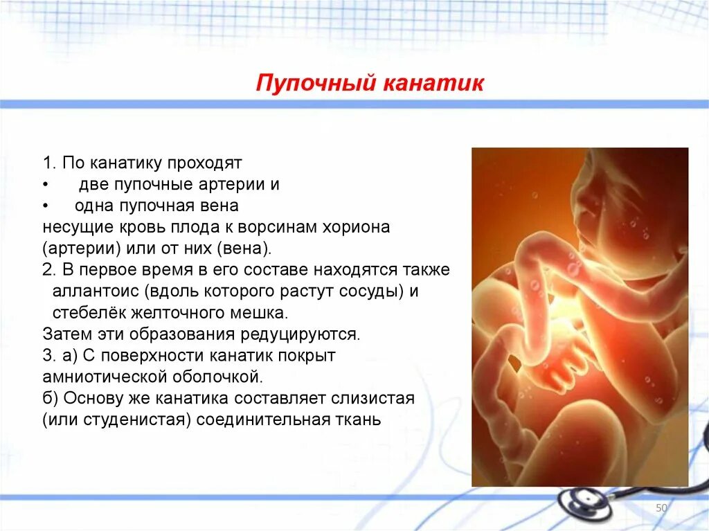 Пуповина строение схема. Строение пупочного канатика гистология. Пуповина плода 3 сосуда. Артерия пуповины что это. Артерия пуповины что это.