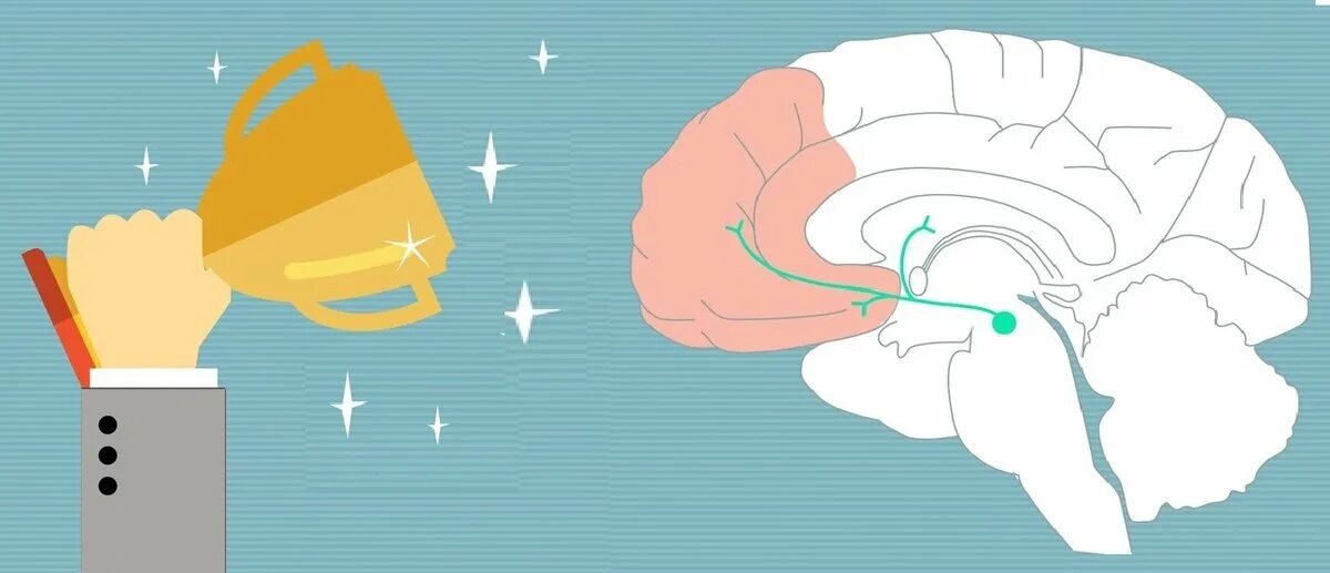 Дофаминовые рецепторы функции. Мезолимбический и мезокортикальный путь. Дофаминовая яма что это такое простыми. Дофаминовая система мозга. Дофаминергические системы головного мозга.