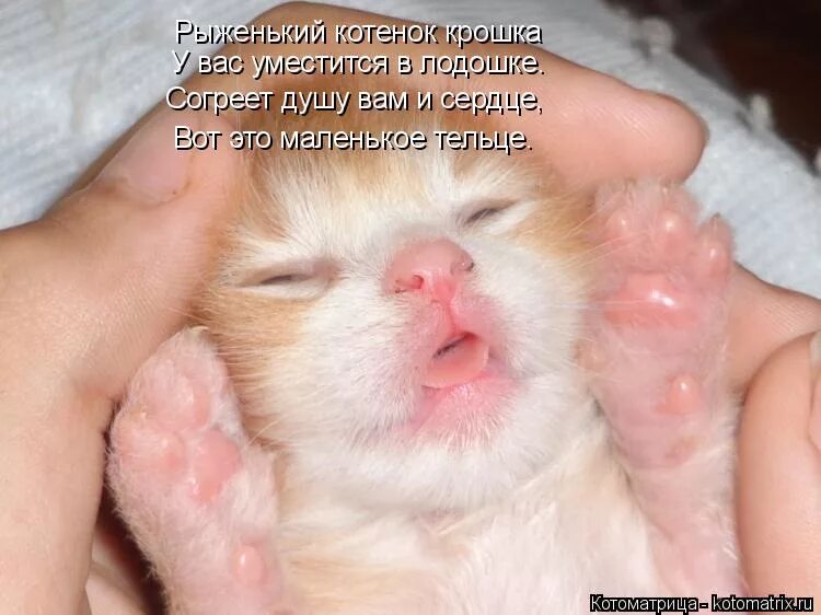 Коты греются. Греться у обогревателя. Согреть котеночка. Согреть кота. Соски для выкармливания котят.