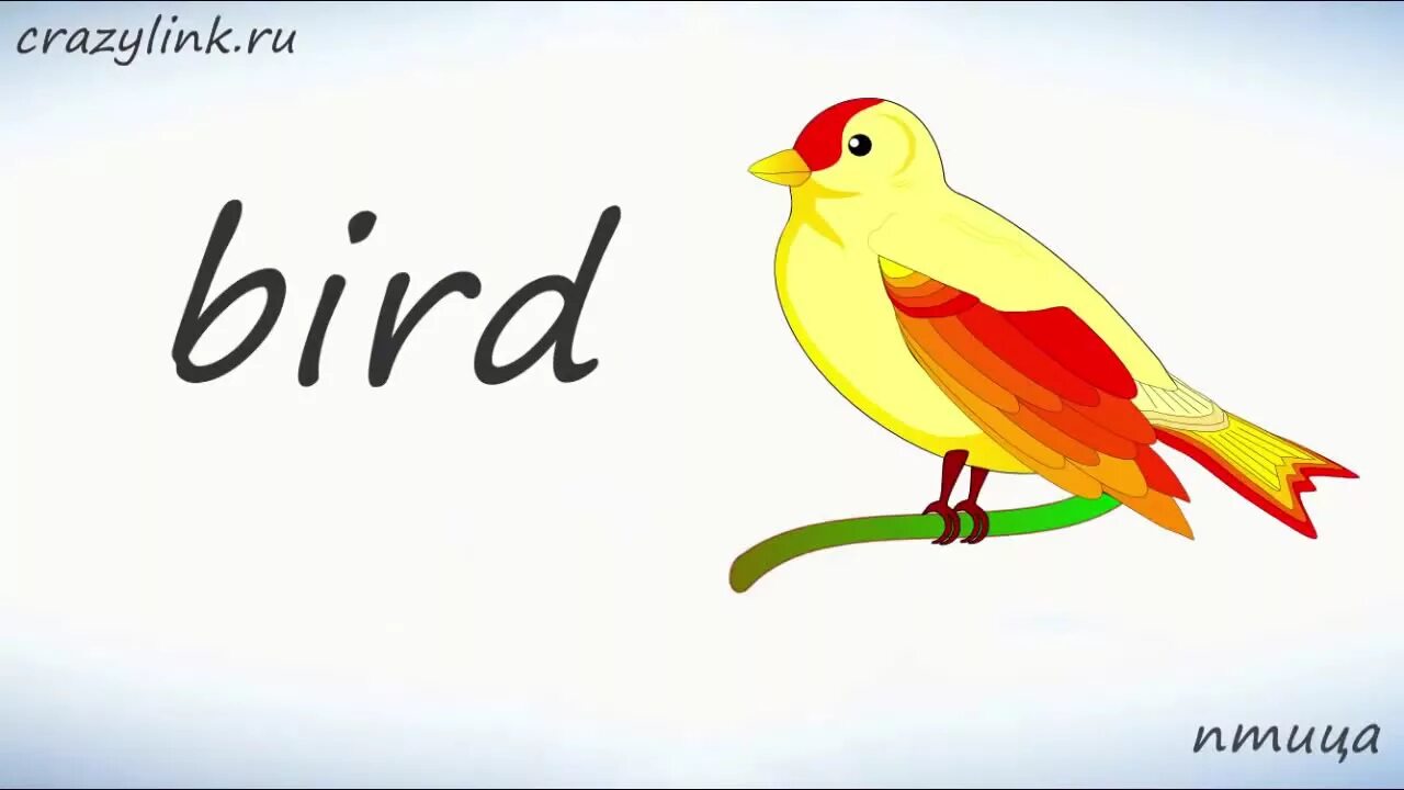 Птица по английскому. Птицы по английскому языку. Птица по английский для детей. Птички на англ яз для детей.