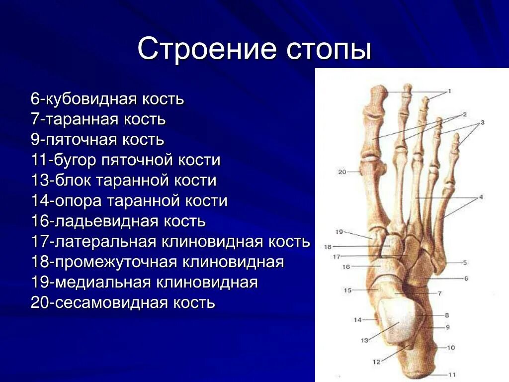 Таранная кость стопы анатомия. Клиновидная и таранная кость стопы. Таранно-пяточно-кубовидный сустав. Ладьевидная кость (предплюсна). Ладьевидная и клиновидная кости.