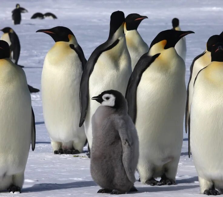 Пингвины идут с пляжа молча. Родина пингвинов. Черноморские пингвины. Картина Снегирева пингвины. Пингвин и камушек.