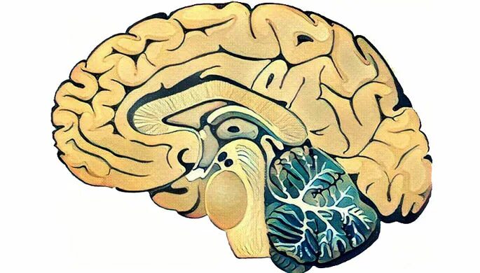 Современный мозг. Мозг рисунок.