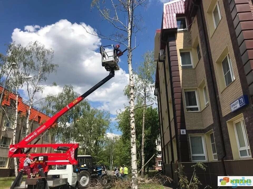 Спил деревьев в ростове. Спил деревьев автовышкой. Обрезка деревьев с автовышки. Кронирование деревьев автовышка. Спилить дерево с автовышки.