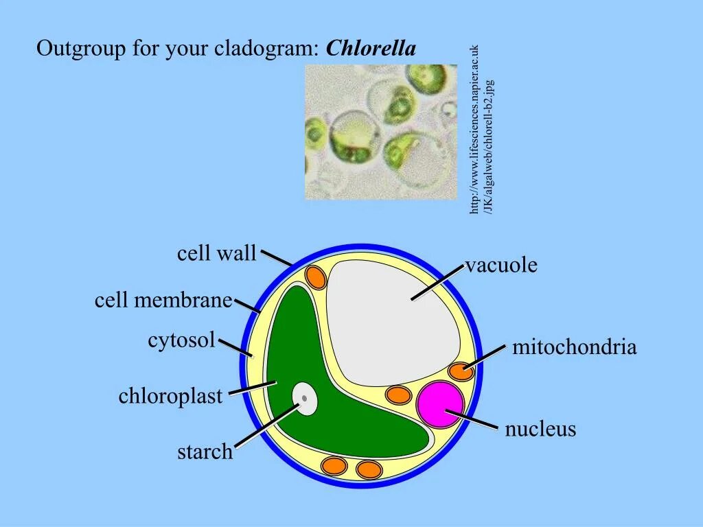 Строение хлореллы. Хлорелла строение клетки. Chlorella vulgaris строение клетки. Хлорелла строение клетки рисунок. Chlorella vulgaris строение схема.