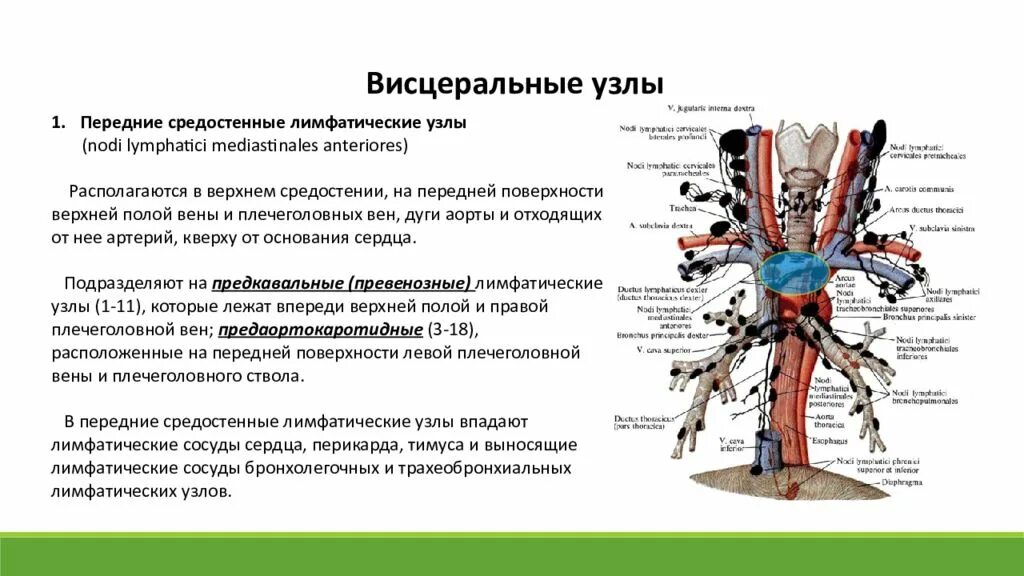 К лимфатическим узлам относится. Анатомия лимфоузлов средостения. Висцеральные лимфатические узлы грудной. Лимфоузлы средостения схема. Лимфоузлы средостения анатомия.