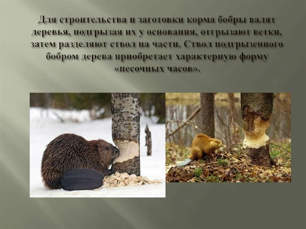 Что заготавливали себе на зиму бобры. Бобры. бобры строители. бобры хатка.