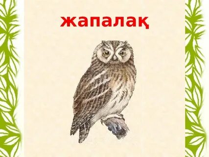 Әдемі колледж қыздарының қатысуымен онлайн порно