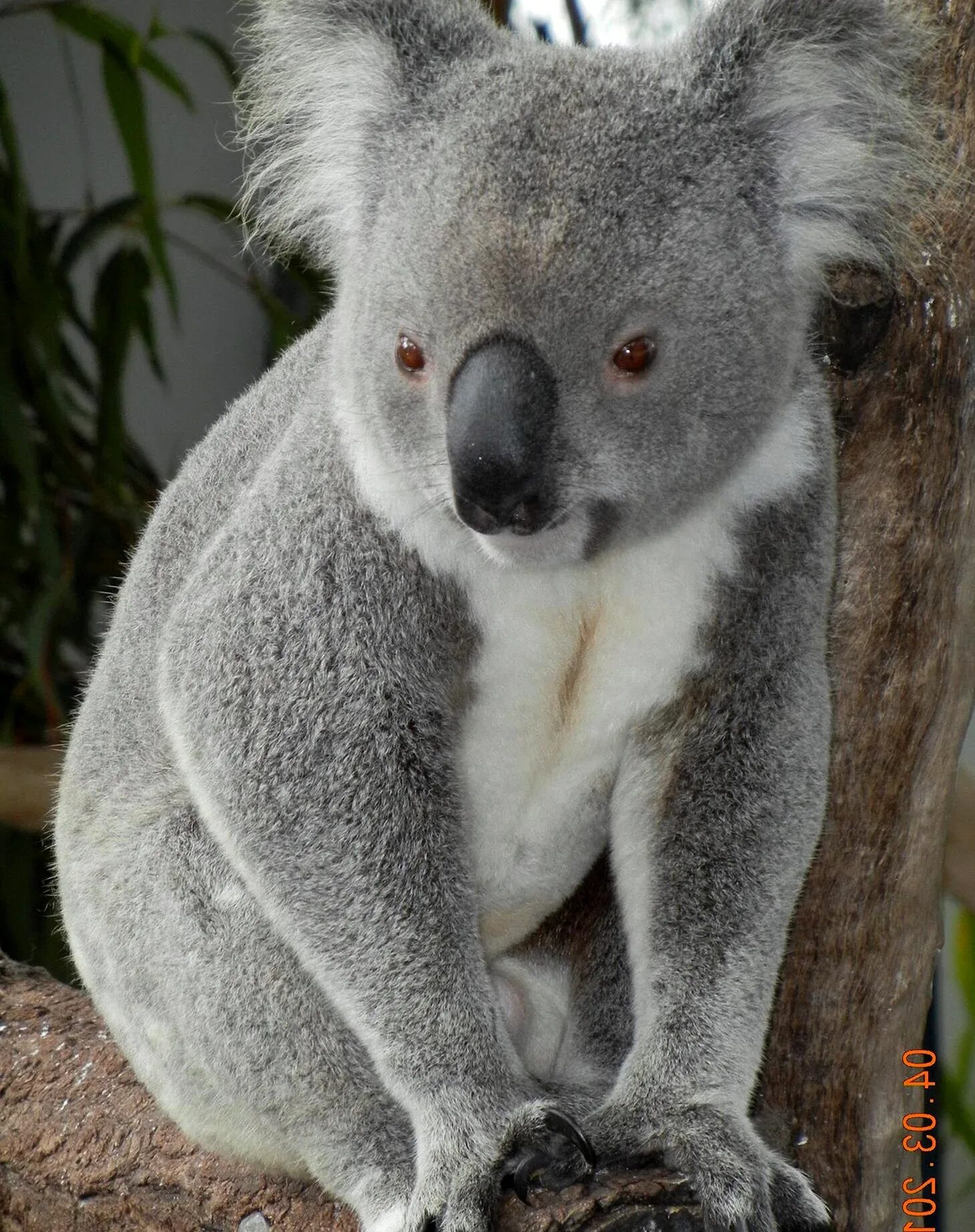 Коала страшная. Коала. Мокрая коала. Лысая коала. М̆̈о̆̈к̆̈р̆̈ӑ̈я̆̈ К̆̈ў̈ӑ̈л̆̈ӑ̈.