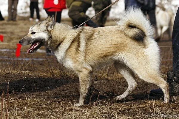 Ревдинская выставка охотничьих собак суки младшая группа. Кличка для собаки Урал.