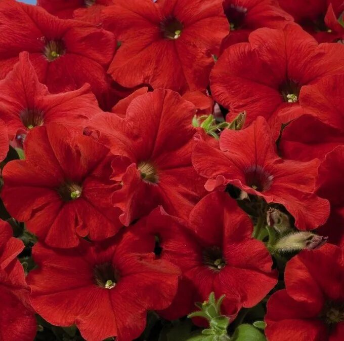 Петуния cascadias chili red. Петуния пикобелла салмон. Петуния сурфиния deep red. Петуния рэд. Петуния фестиваль скарлет.