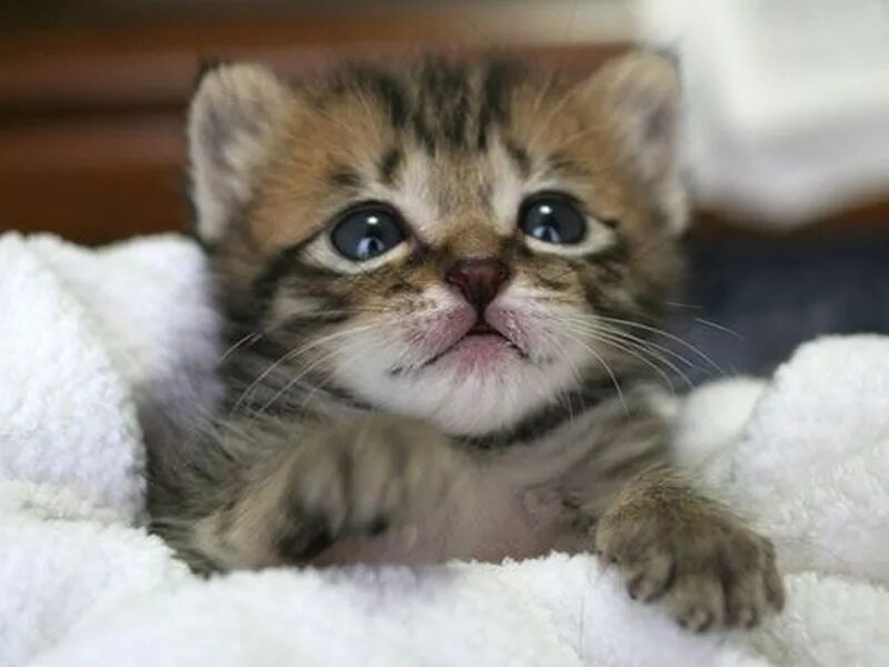 Плач котят. Котенок плачет. Плачущий котенок. Маленький котенок плачет. Плачущие котята милые.