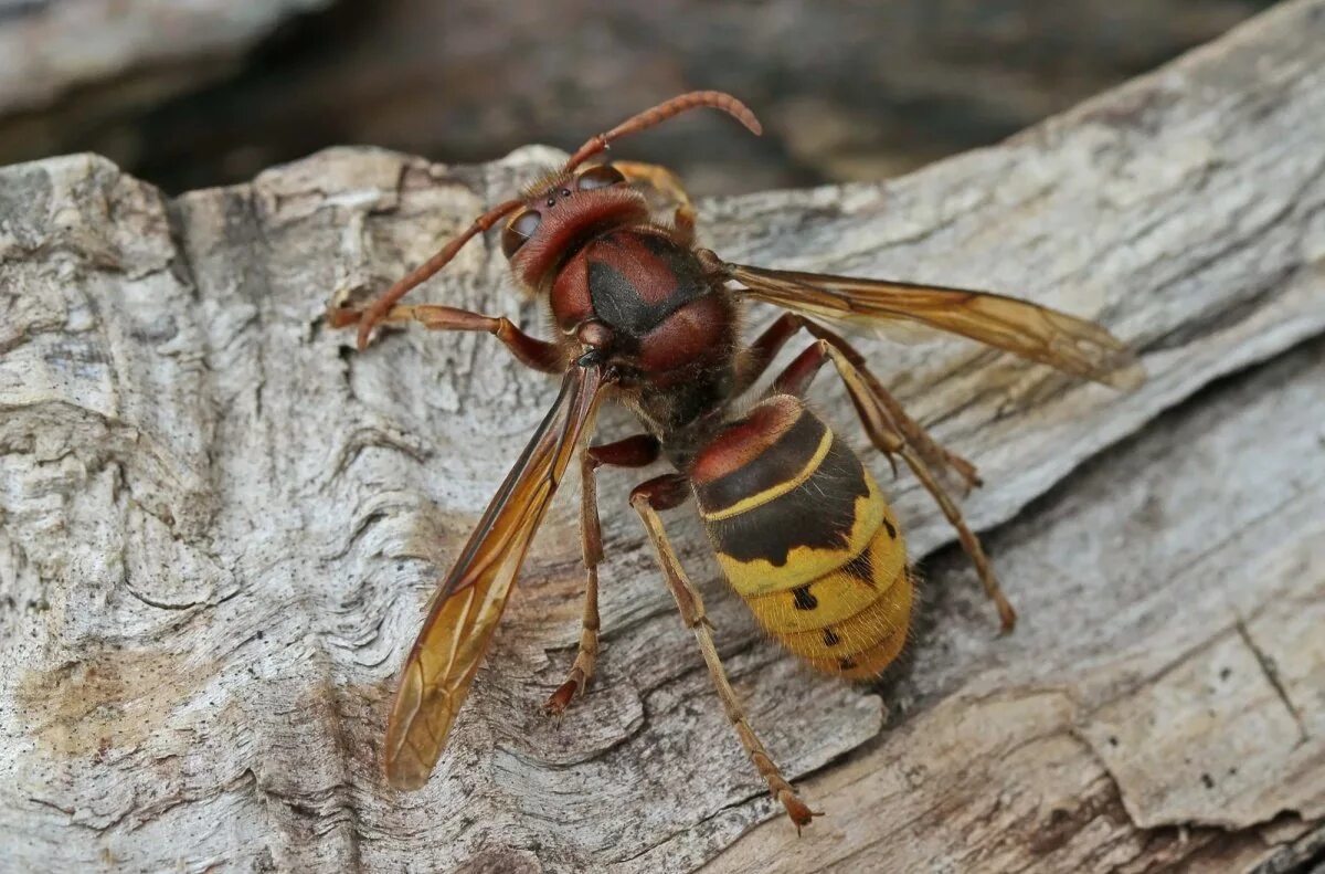 Сколько живут осы. Шершень Vespa crabro. Vespa mandarinia Шершень. Шершень кавказский. Гигантский азиатский Шершень.