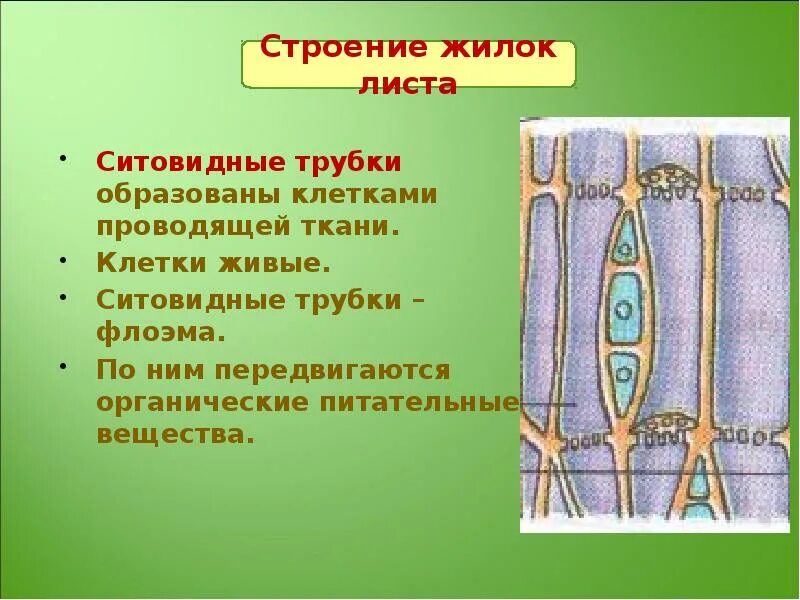ситовидные трубки живые