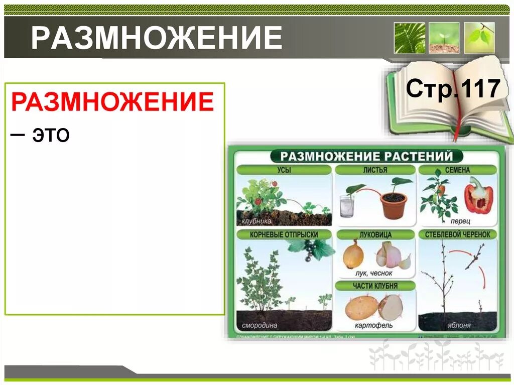 Перечислите способы размножения растений. Размножение растений. способы размножения растений. биология размножение растений.