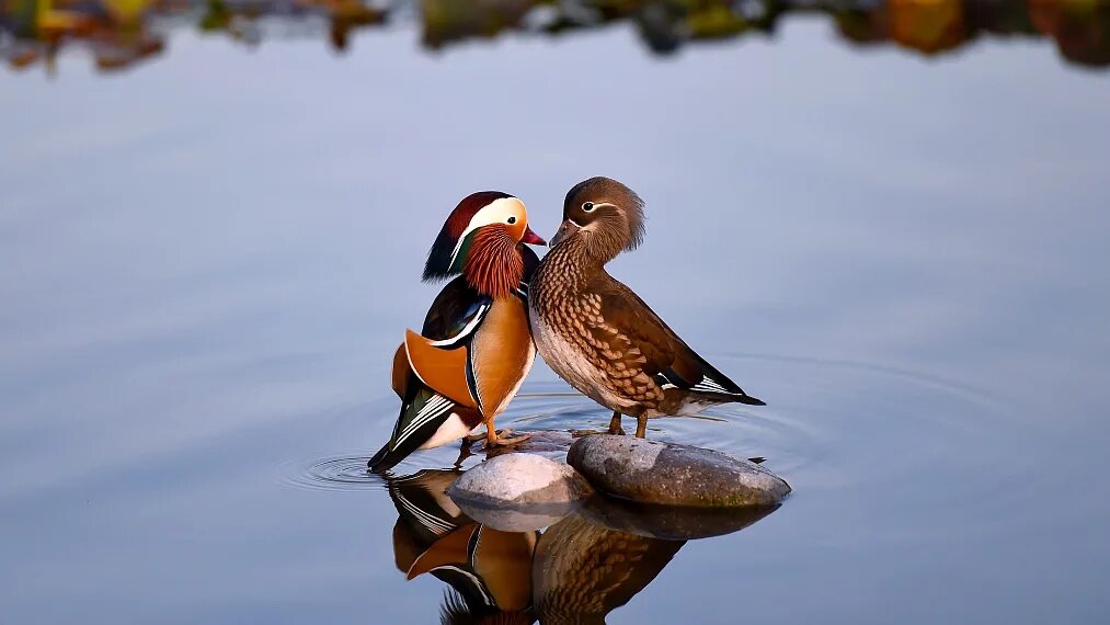 Мандаринки для привлечения любви. Розовый кварц уточки мандаринки. Уточки-мандаринки символ. Утки мандаринки. Утки мандаринки феншуй.