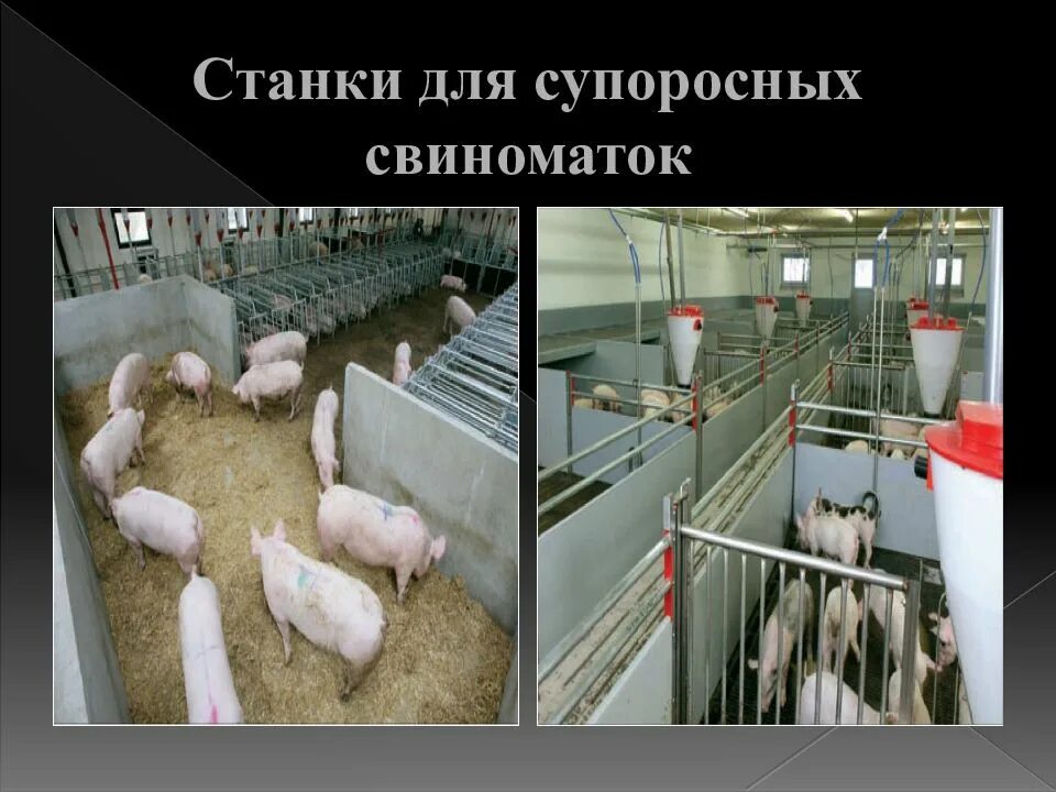 Содержание супоросных свиноматок. Станки для содержания супоросных свиноматок. станок для опороса свиноматки. станок для супоросных маток. групповой станок для содержания супоросных свиноматок.