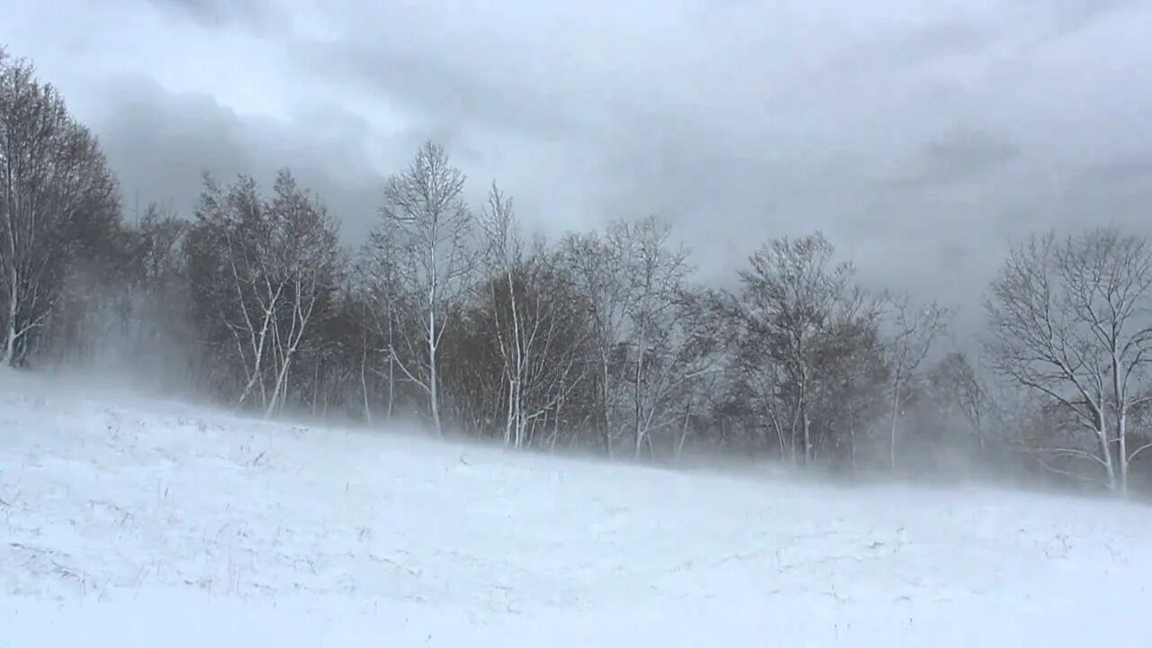 Налетели метели. Зимняя буря. Метель. Зима метель. Пурга в лесу.