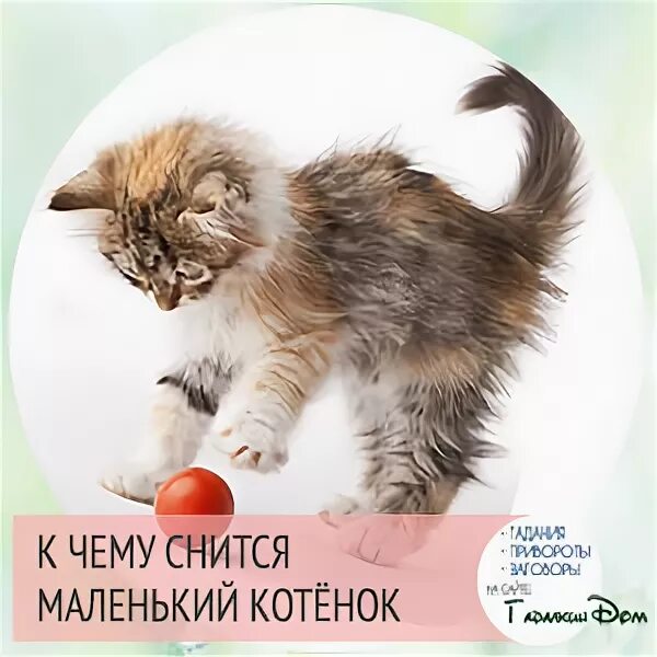 Приснился котёнок к чему. К чему снятся котята во сне. К чему снятся котята женщине. К чему снятся котята маленькие. Что означает во видеть котенок