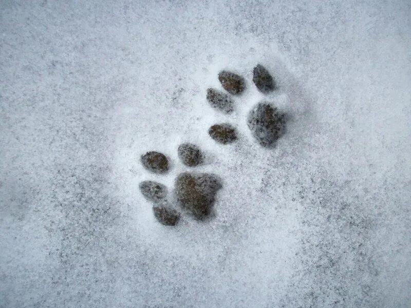 Стертые следы. Следы животных и птиц на снегу. След животного. Много следов. Множество следов на снегу.