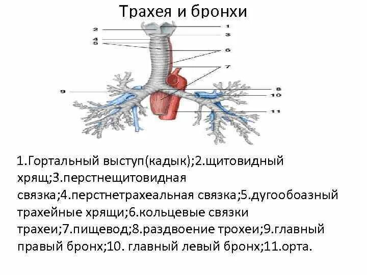 Функции трахеи