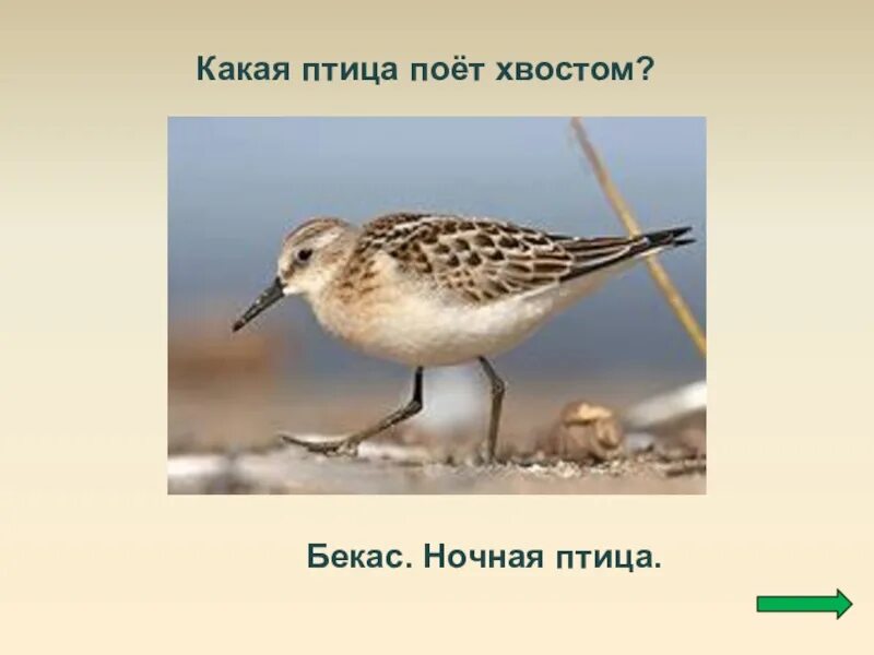 Малый веретенник птенец. Желна ударение. Кулик или кулик ударение. Кулики ударение. Кулик ударение.