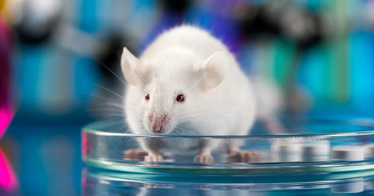 Lab mouse