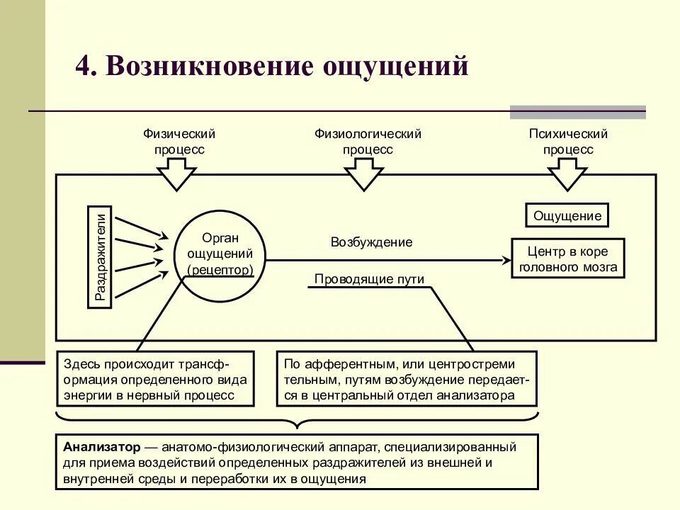 Схема возникновения психических процессов. Схема познавательного процесса восприятие. Последовательность этапов возникновения ощущения. Механизм возникновения ощущений психология.