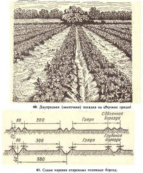 На каком расстоянии ряды картошки. Посадка картофеля схема посадки картофеля. Посадка картофеля ширина междурядий. Схема посадки картошки под мотоблок. Двухрядная посадка картофеля схема.