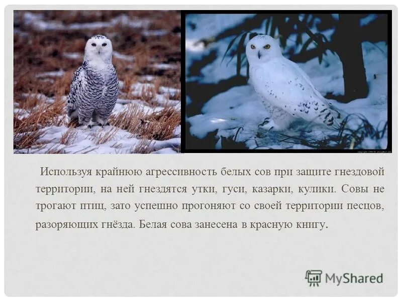 В какой природной зоне обитают белые совы. В какой природной зоне обитают белые совы