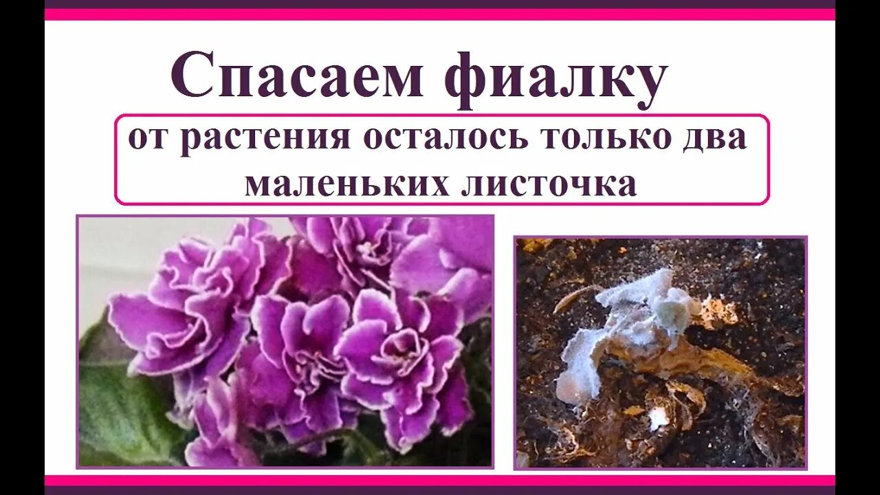 Как спасти фиалку. Спасти фиалку. обрезать цветки фиалки. увядающая фиалка.