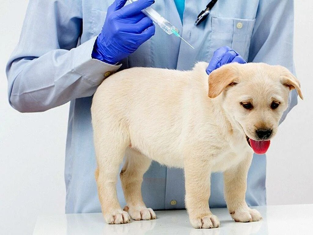 Вакцины для собак 2024. Вакцнация оттбешенцства. Уколы животным. Вакцинация домашних животных. Вакцинация против бешенства животных.