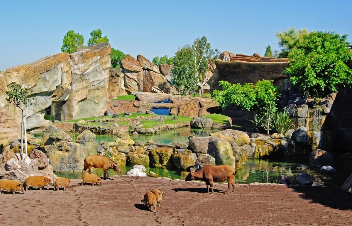 Zoo animals park. Биопарк Валенсия. Биопарк Валенсии в Испании. Биопарк Фуэнхирола. Сафари парк в +Валенсии.