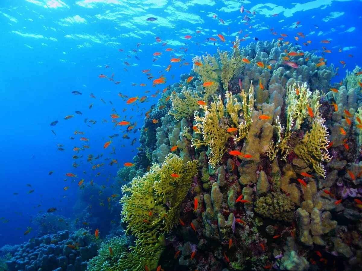 El coral. Коралловый риф Хургада. Риф Шарм-Эль-Шейх. Коралловые рифы красного моря. Рас Мухаммед Шарм-Эль-Шейх.