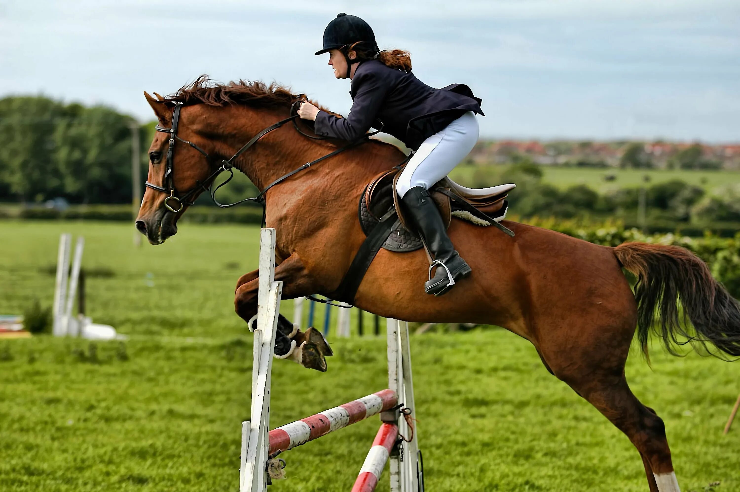 Horse sport. Лошади. Конкур. Конный спорт.. Конный пушбол.