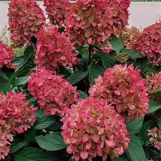 See this Instagram photo by @monroviaplants * 682 likes Reblooming hydrangeas, F