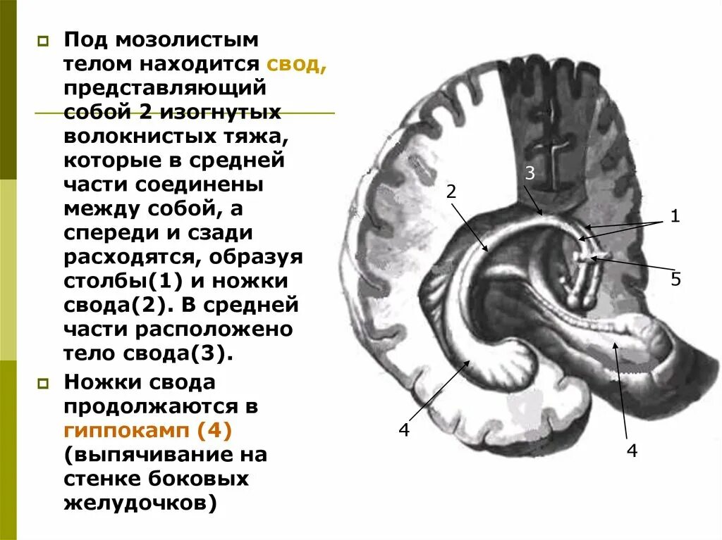 Мозолистое тело свод анатомия. Под мозолистым телом находится свод. Тело свода под мозолистым телом. Которая представляет собой свод