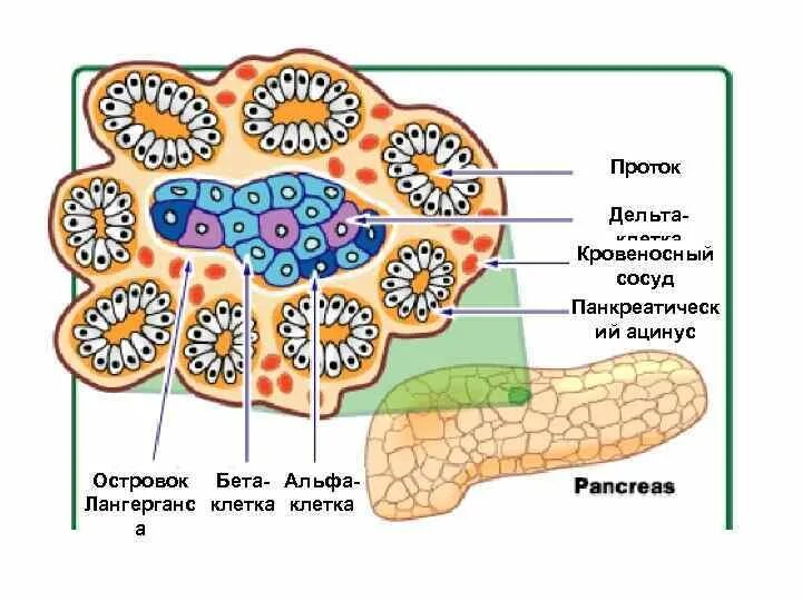 Альфа клетки островков лангерганса. Бета клетки островков Лангерганса. Альфа клетки поджелудочной железы. Альфа и бета клетки поджелудочной.