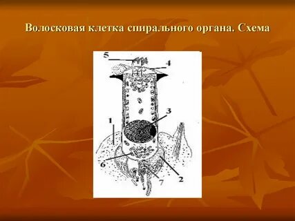 Клетка спираль
