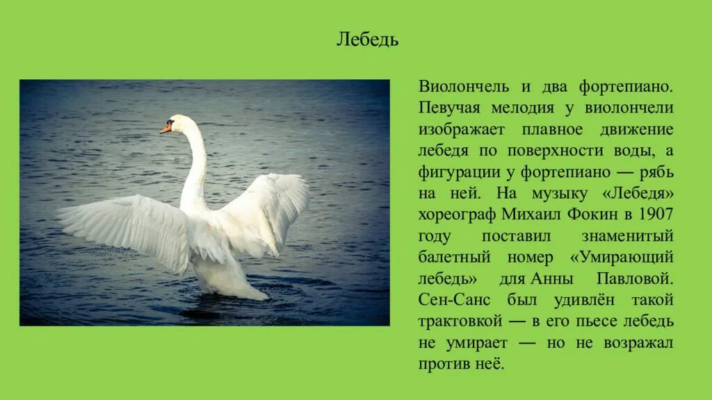 Сравнение в рассказе лебедушка. Сен-Санс карнавал животных лебедь описание. Термины музыкальные из сен Санс лебедь. Произведение лебедь. Лебедь сен Санса.