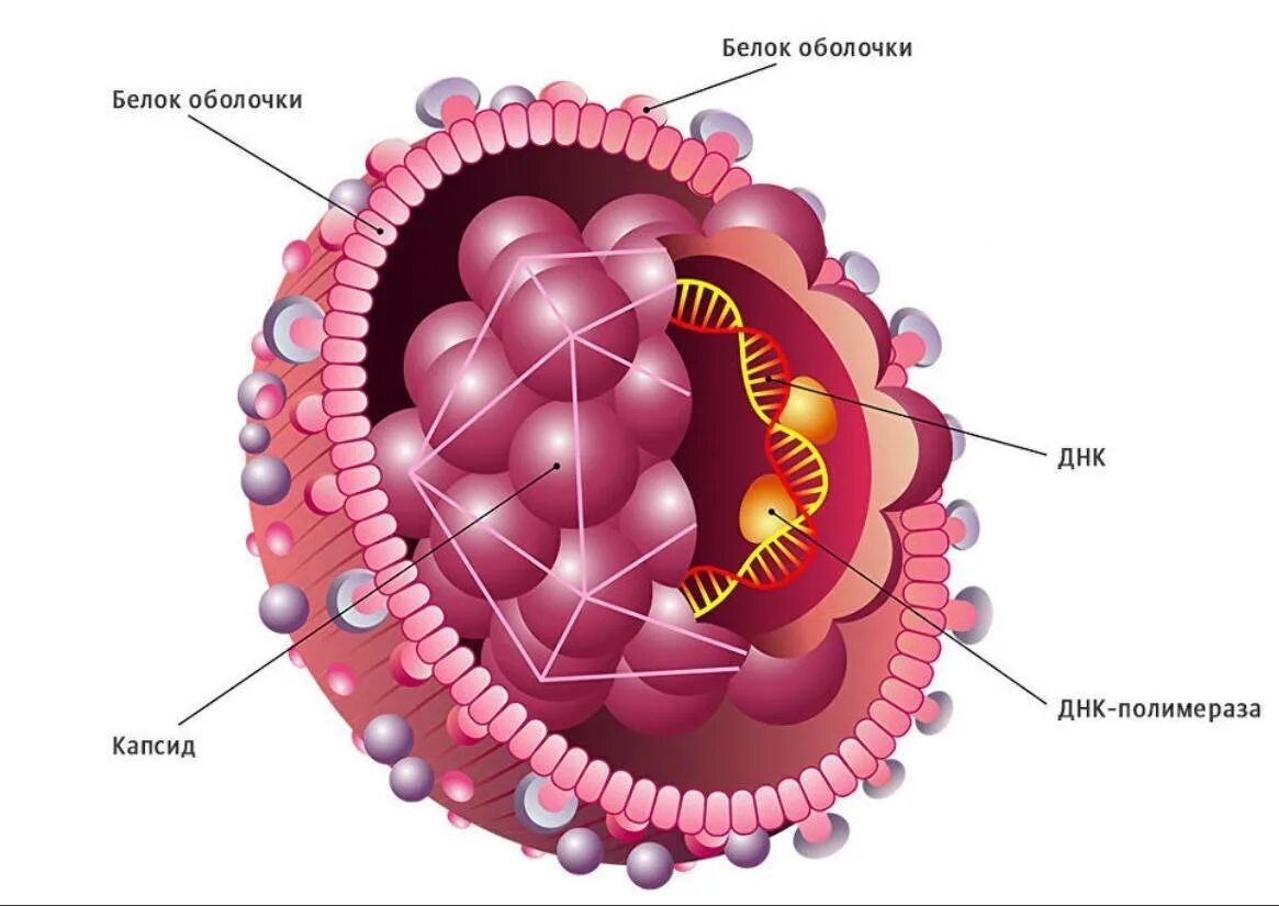 Строение вируса гепатита б. Вирус возбудитель гепатита b. Строение вируса гепатита в. Вирус гепатита b строение вириона. Complete virus