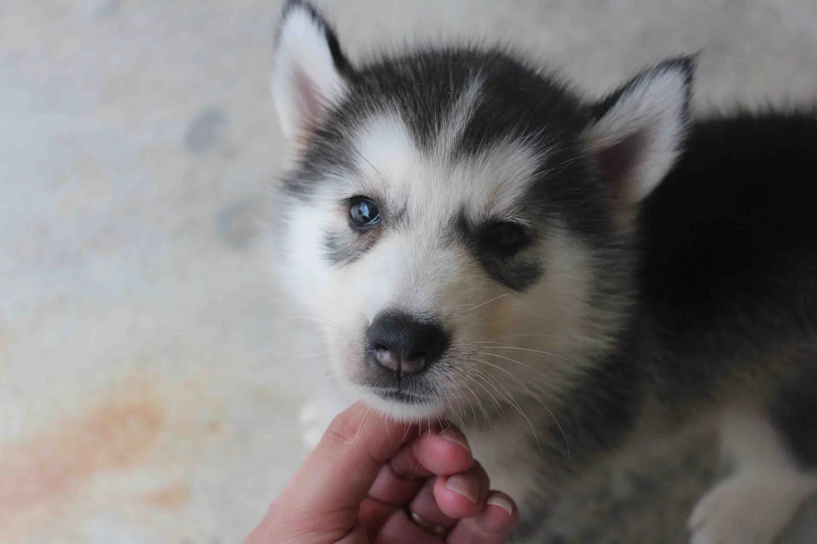Как выглядят хаски в месяц. Хаски щенок. white siberian husky puppy. подпалый хаски щенок. дио хаски.