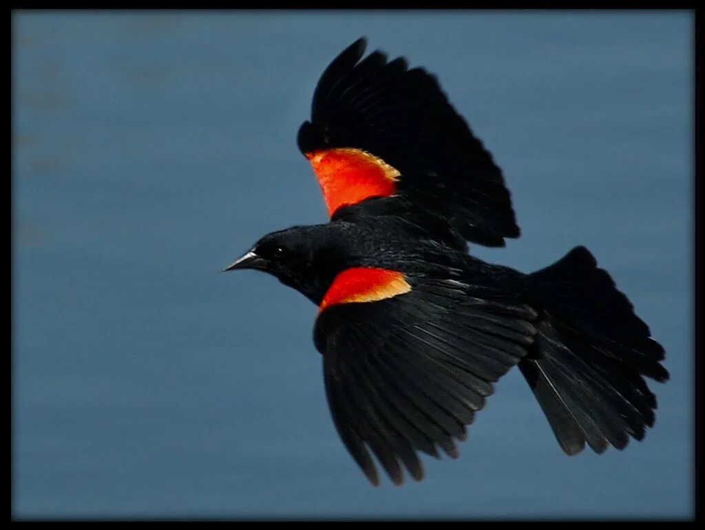 Красно черная птица. Черно красная птица. Птица с красными крыльями. Птица с красным хвостом.