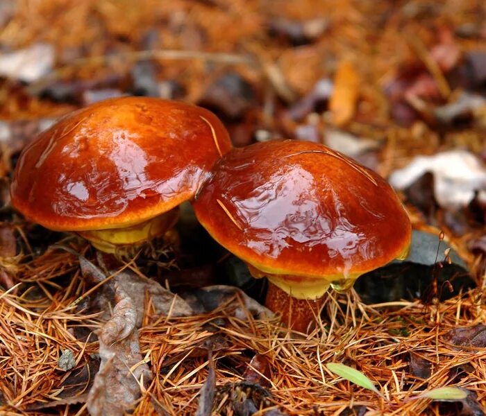 Осенние грибы маслята. Грибы маслята. Маслёнок обыкновенный грибы. Маслята грибы в Подмосковье. Маслёнок обыкновенный (Suillus luteus).