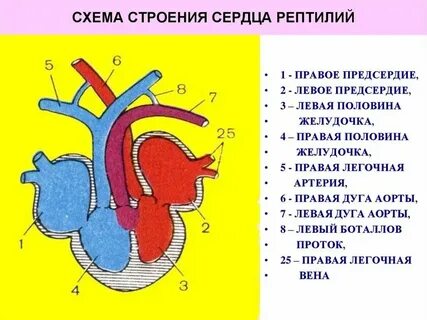 Строение сердца у пресмыкающегося