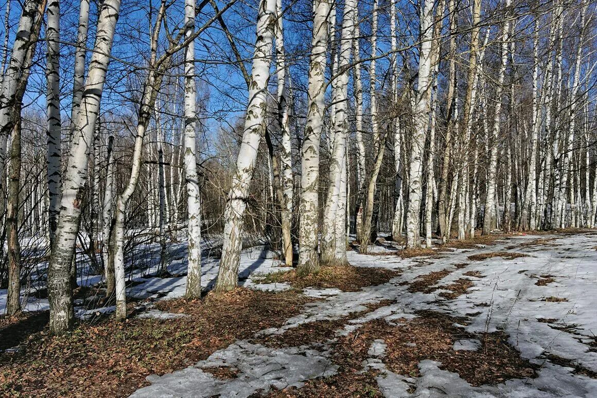 Ранней весной в березовой роще. Березовая роща Кострома. Лес ранней весной.