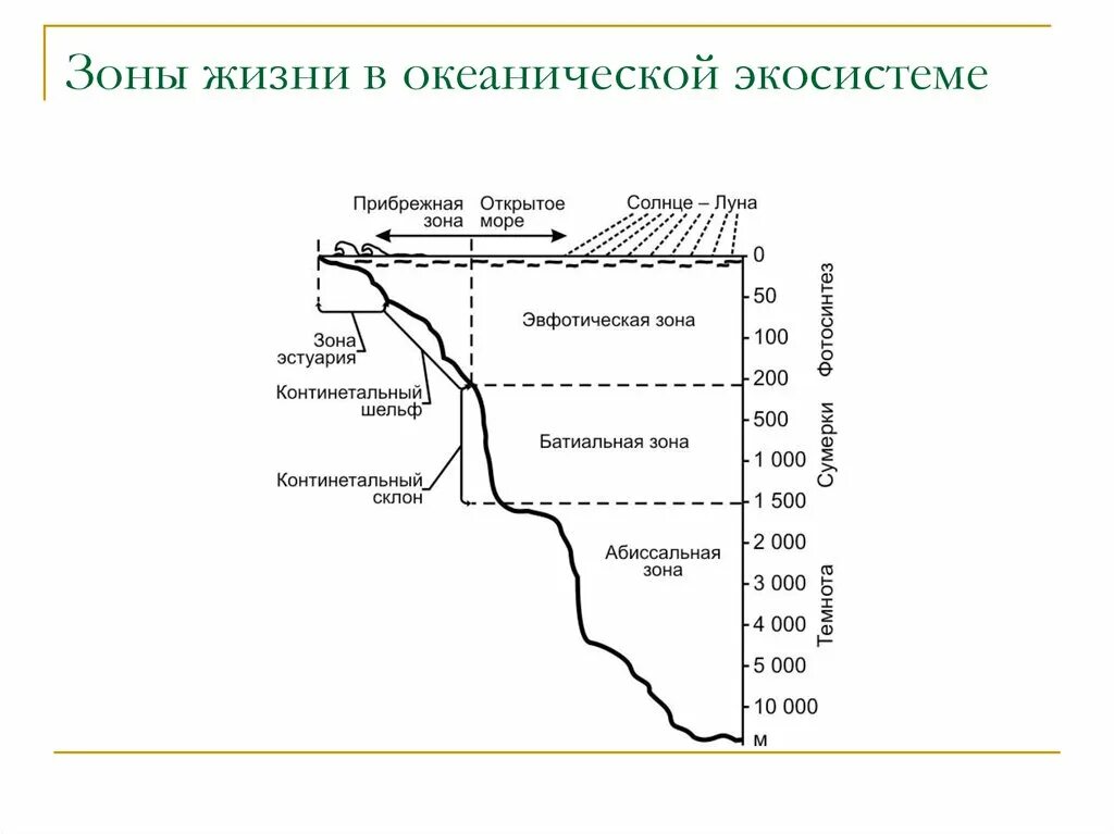 Экосистемы одной зоны 4 буквы. Экологические зоны мирового океана. экологические зоны мирового океана схема. эвфотическая зона. вертикальные зоны океана.